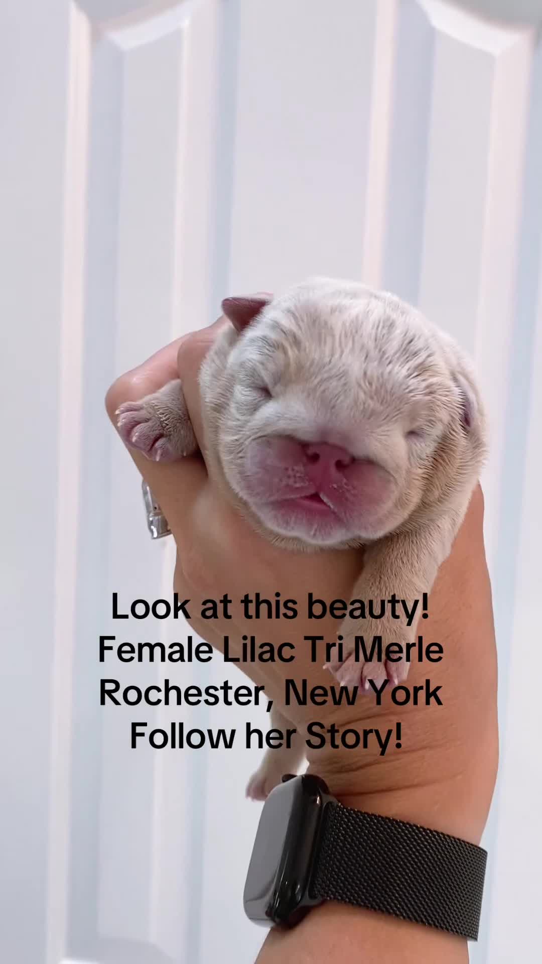 English Bulldog dogs for sale: Honey  - Video 1