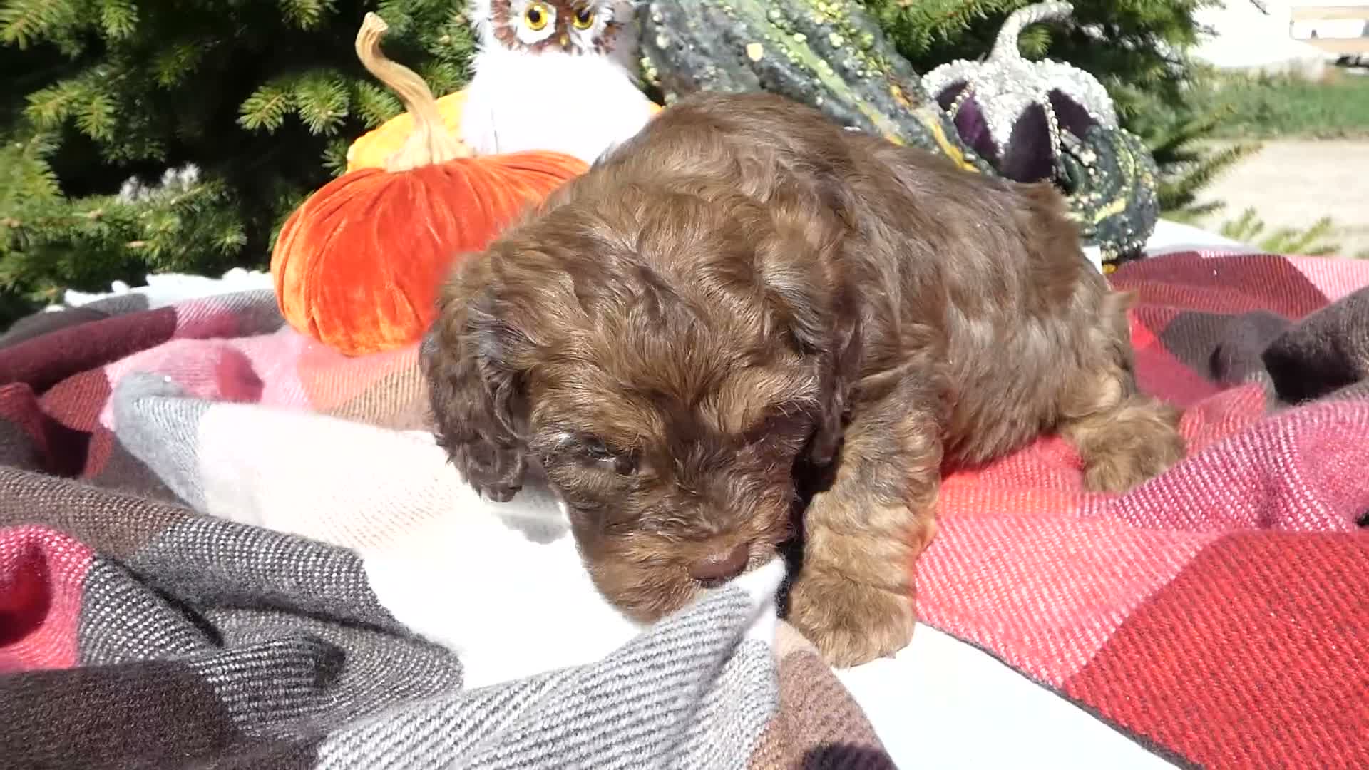 Cavapoo dogs for sale: Cavapoo 4 Duffy - Video 6