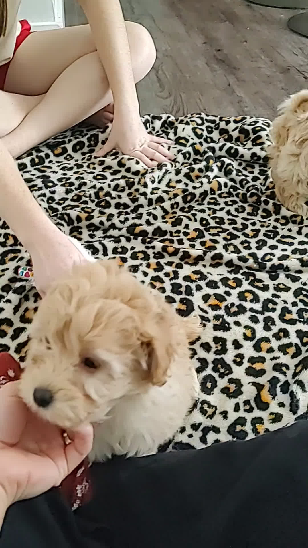 Maltipoo dogs for sale: Raya - Video 2