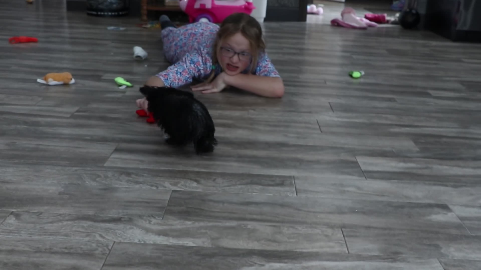 Morkie dogs for sale: Kate  - Video 1