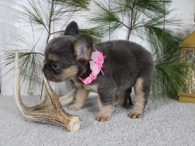 French Bulldog dogs for sale: Princes - Video 1