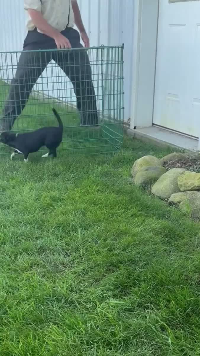 Chihuahua dogs for sale: Blackie - Video 1