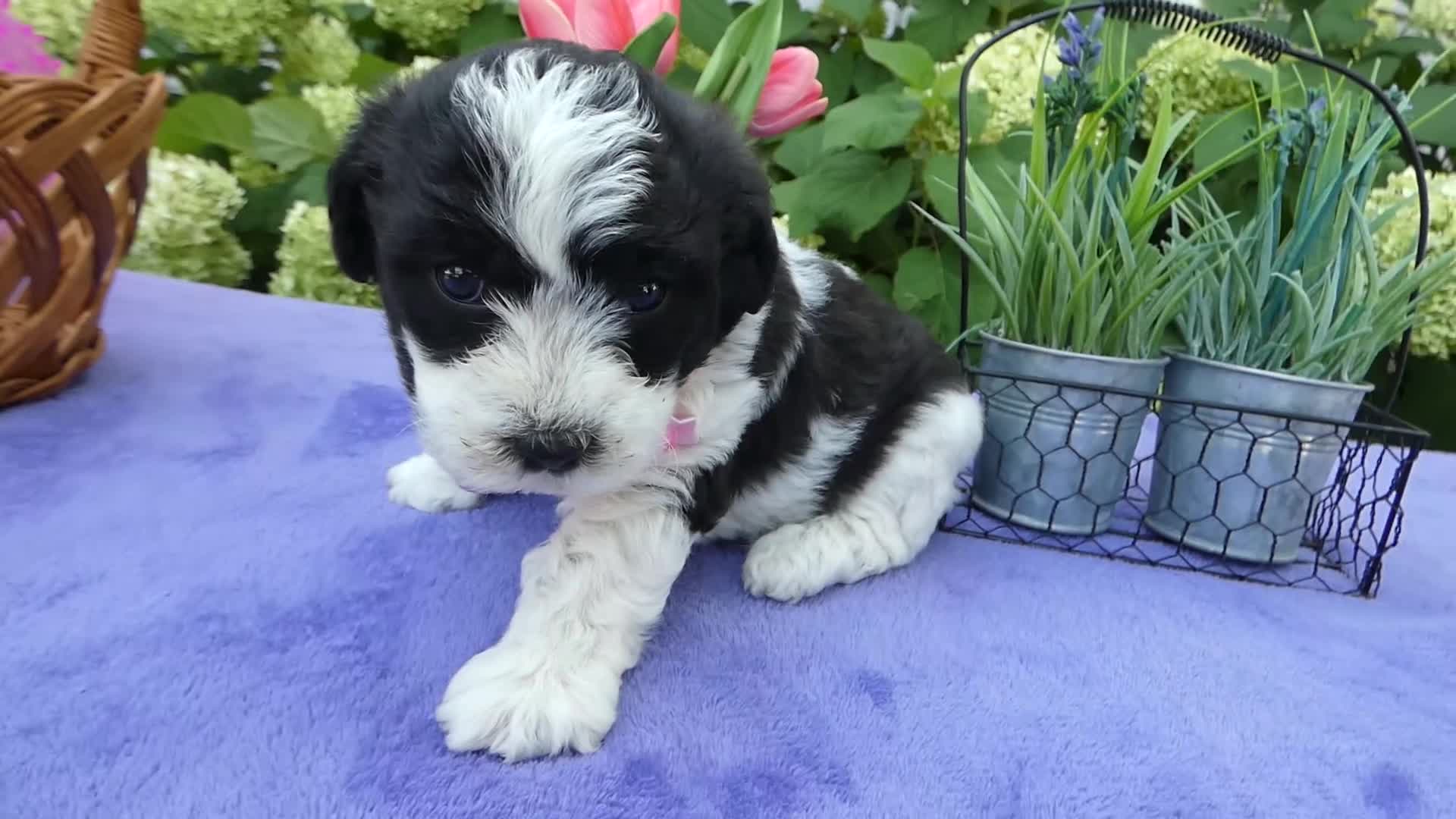 Bichpoo dogs for sale: Bichpoo 2 Posey - Video 1