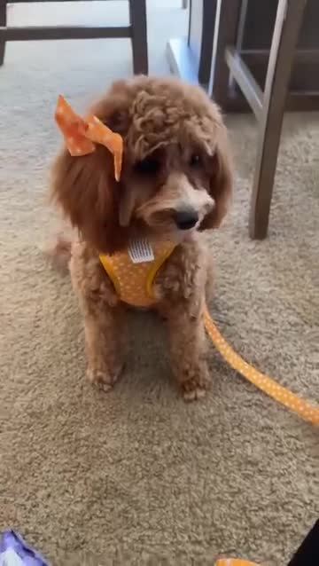 Mini Goldendoodle dogs for sale: Mini Goldendoodle 1 - Video 2