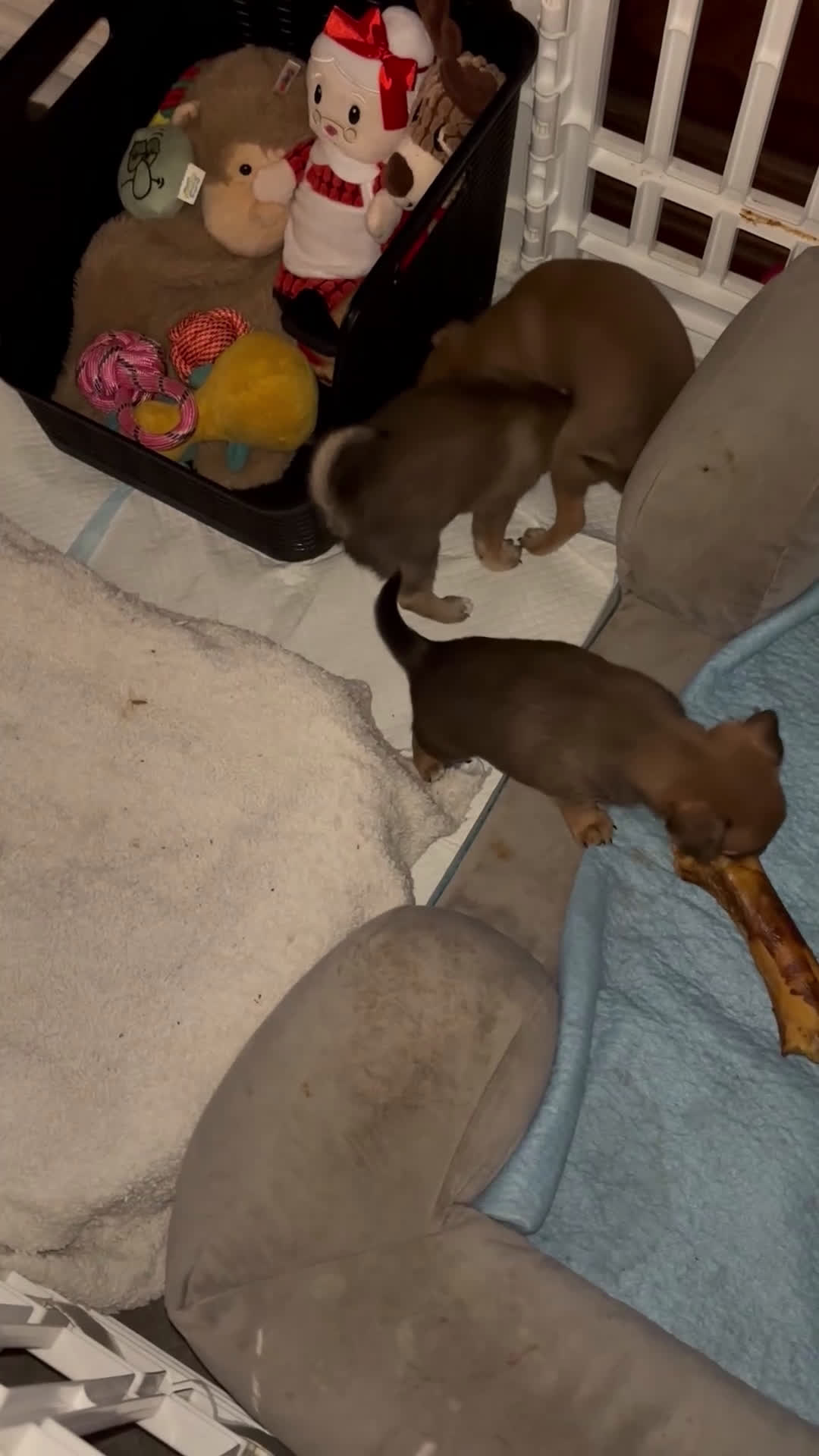 Chihuahua dogs for sale: Chihuahua Puppy 2 - Video 1