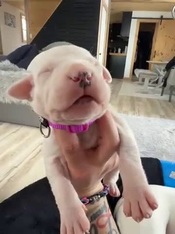 Dogo Argentino dogs for sale: Pick of litter female  - Video 1