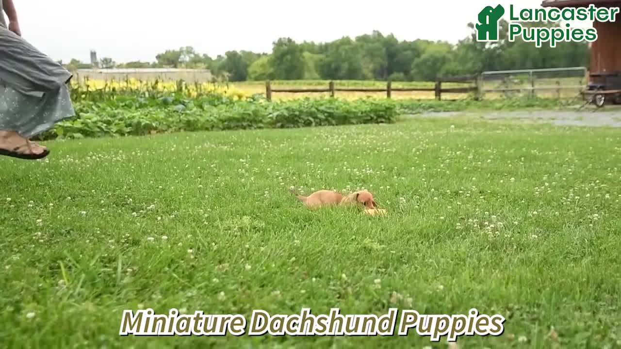 Miniature Dachshund dogs for sale: Tessa - Video 1