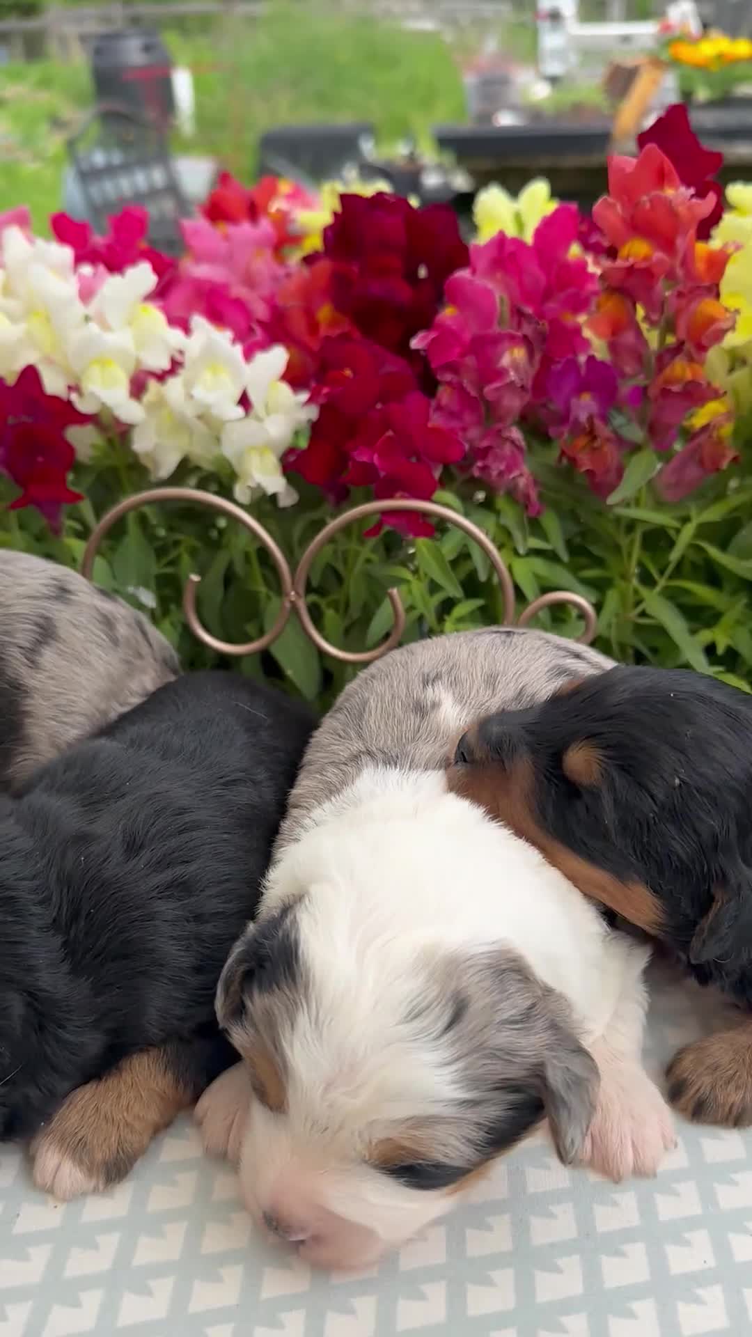 Aussiedoodle dogs for sale: Aussiedoodle Puppy 4 - Video 1