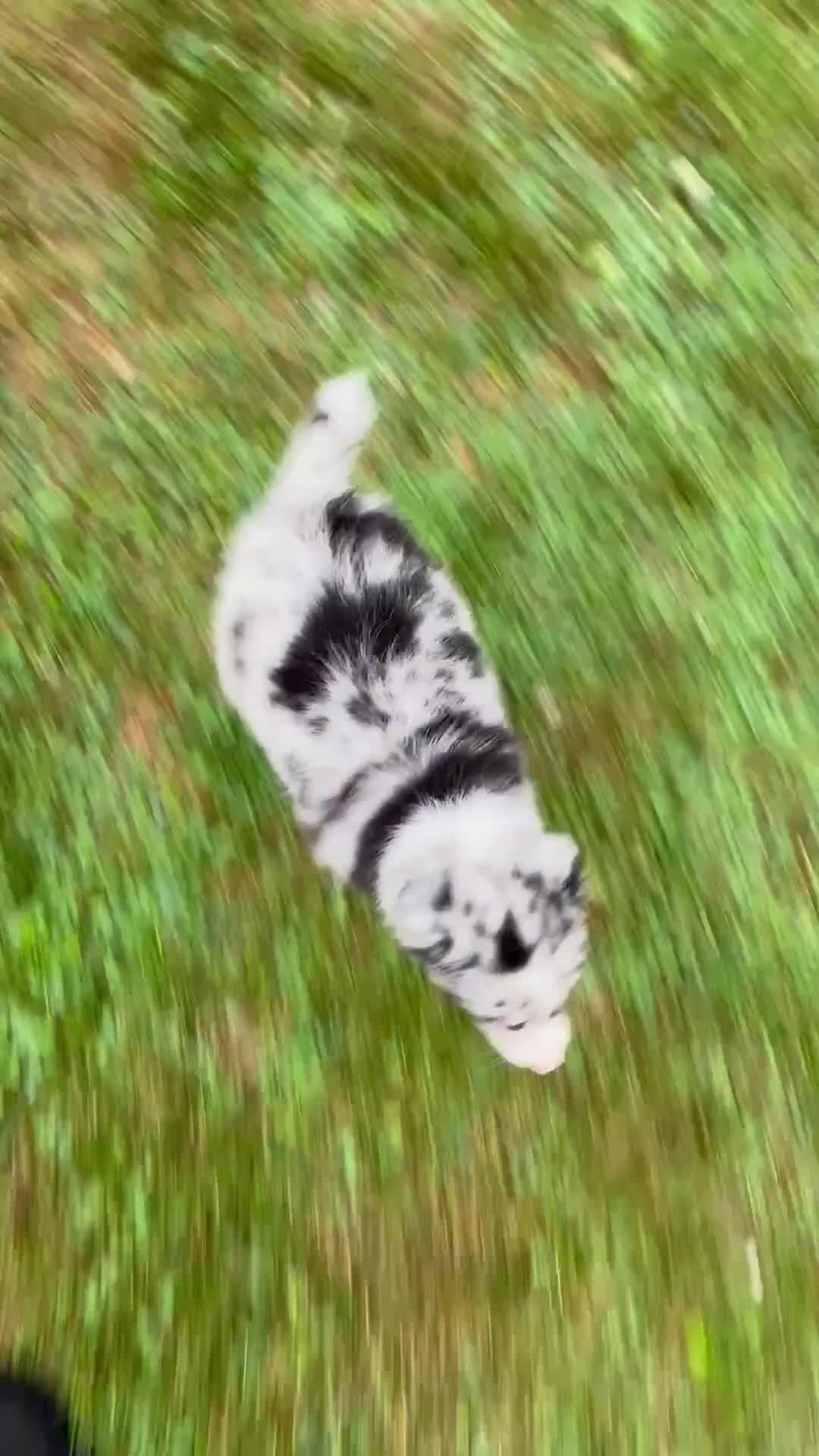 Australian Shepherd dogs for sale: Drew - Video 1