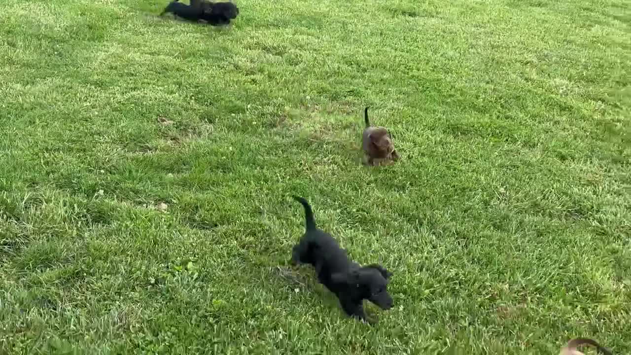 Miniature Dachshund dogs for sale: Cassie - Video 1
