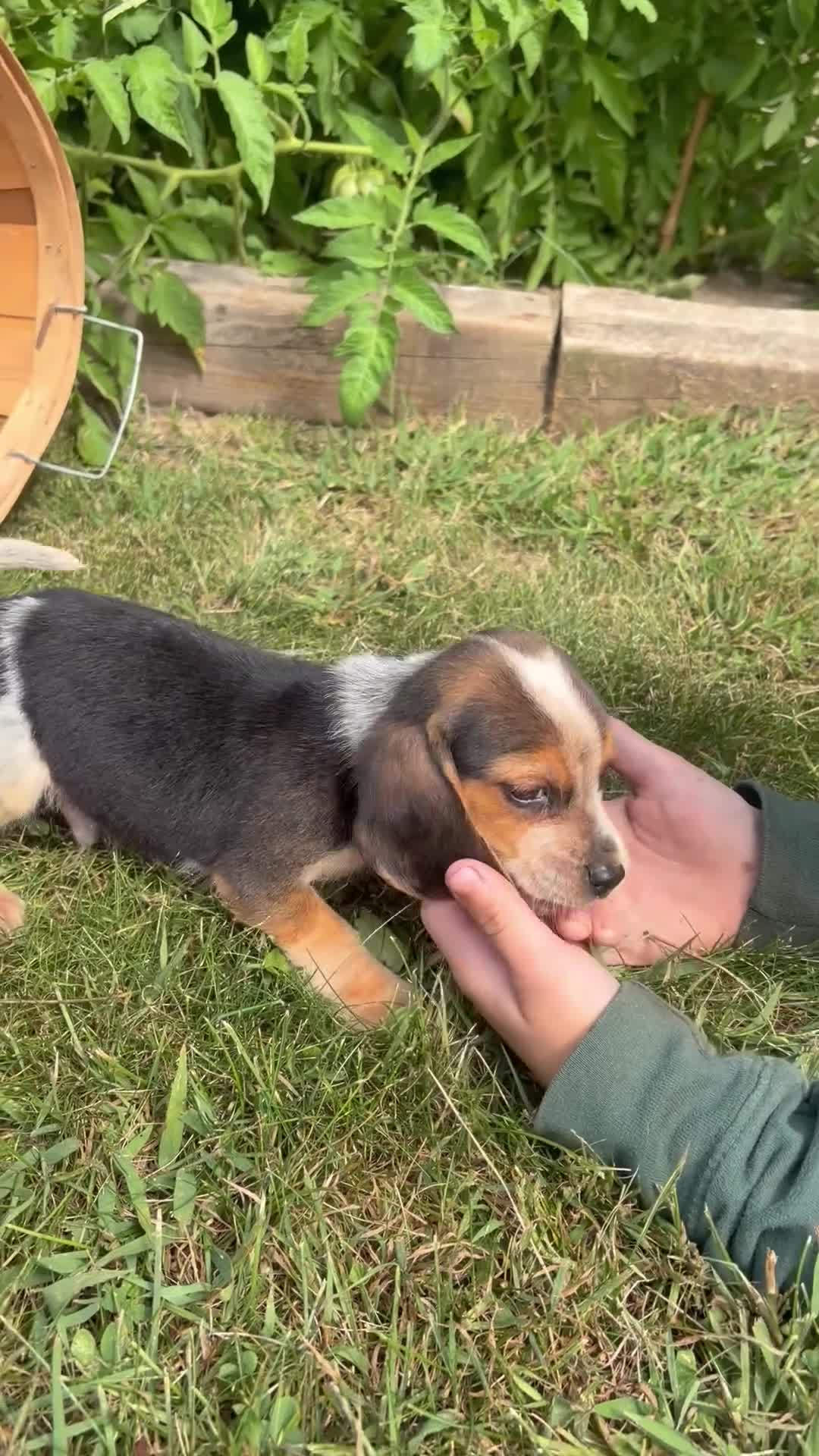 Beagle dogs for sale: Riot - Video 1