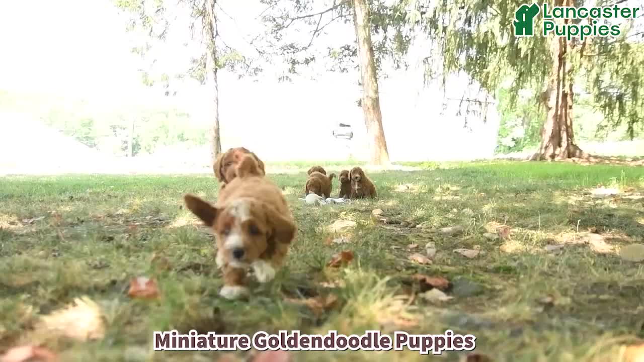 Mini Goldendoodle dogs for sale: Laurie - Video 1
