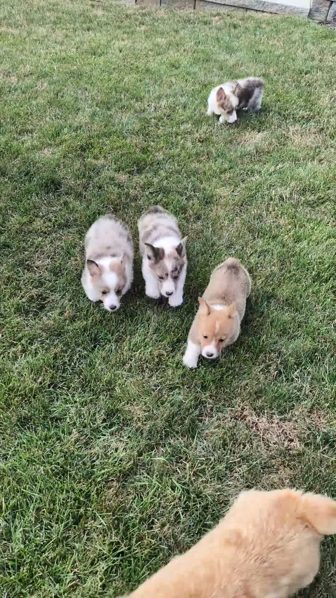Welsh Corgi Pembroke dogs for sale: Biscuit  - Video 1