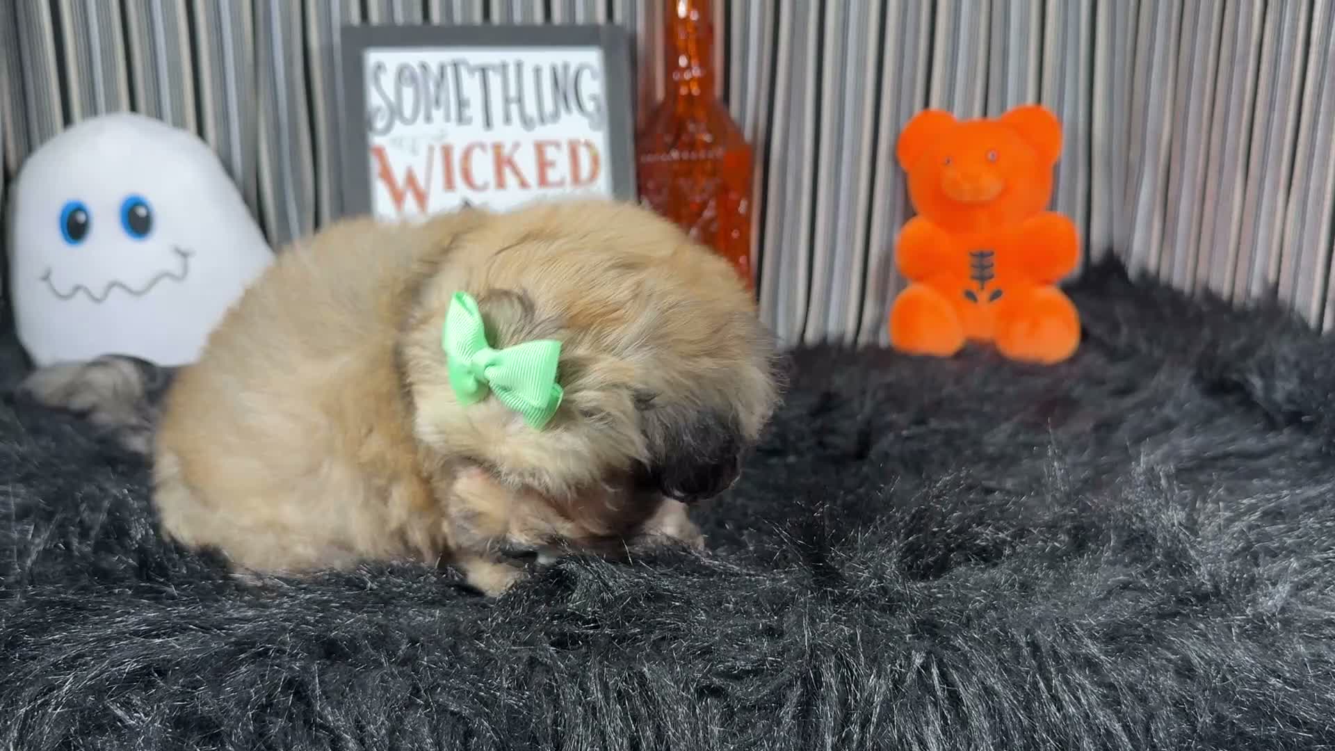 Havanese dogs for sale: Havanese 5 - Video 2