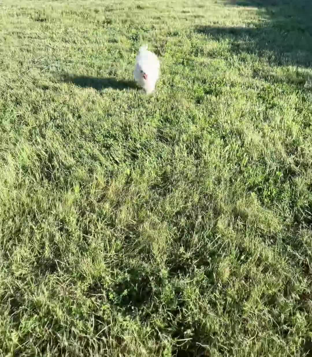 Pomeranian dogs for sale: Marshmallow - Video 1