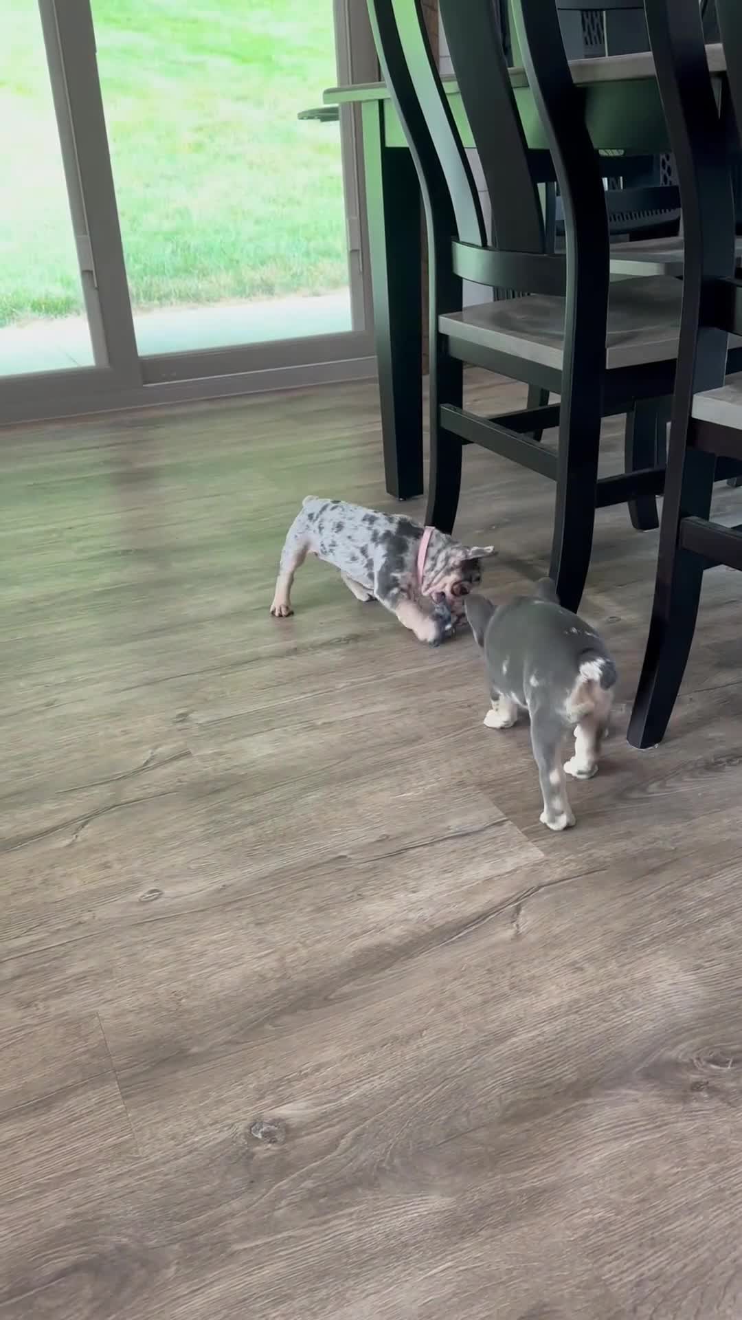 French Bulldog dogs for sale: Gracie - Video 1