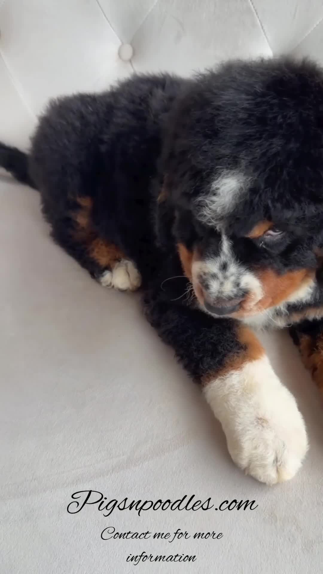 Bernedoodle dogs for sale: Banner - Video 1