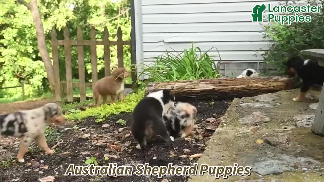 Australian Shepherd dogs for sale: Dolly  - Video 1
