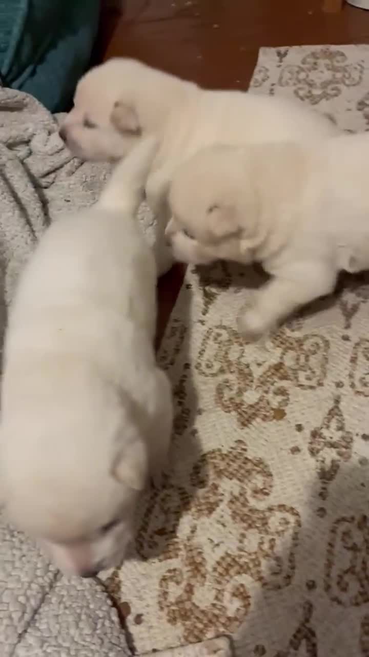 Mixed Breed dogs for sale: Chowsky puppy - Video 1