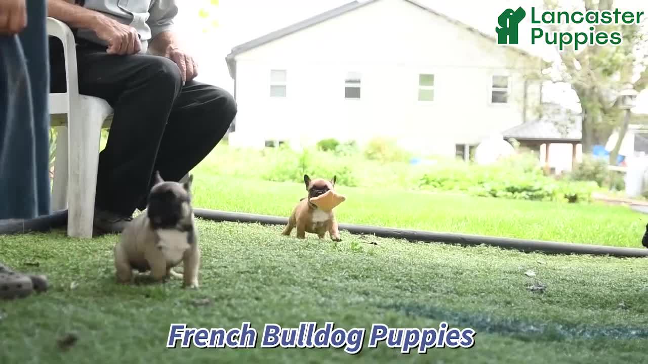 French Bulldog dogs for sale: Koa  - Video 1