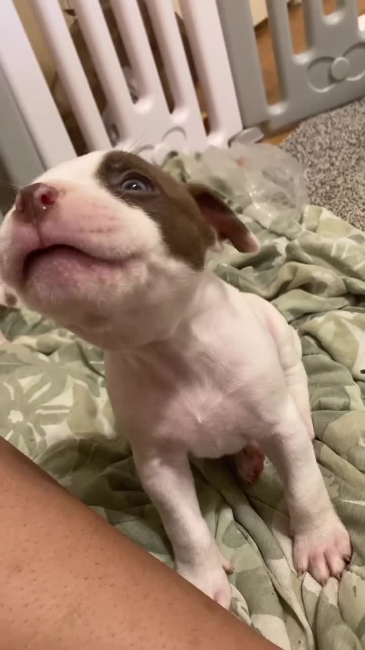 Mixed Breed dogs for sale: Finley - Video 1