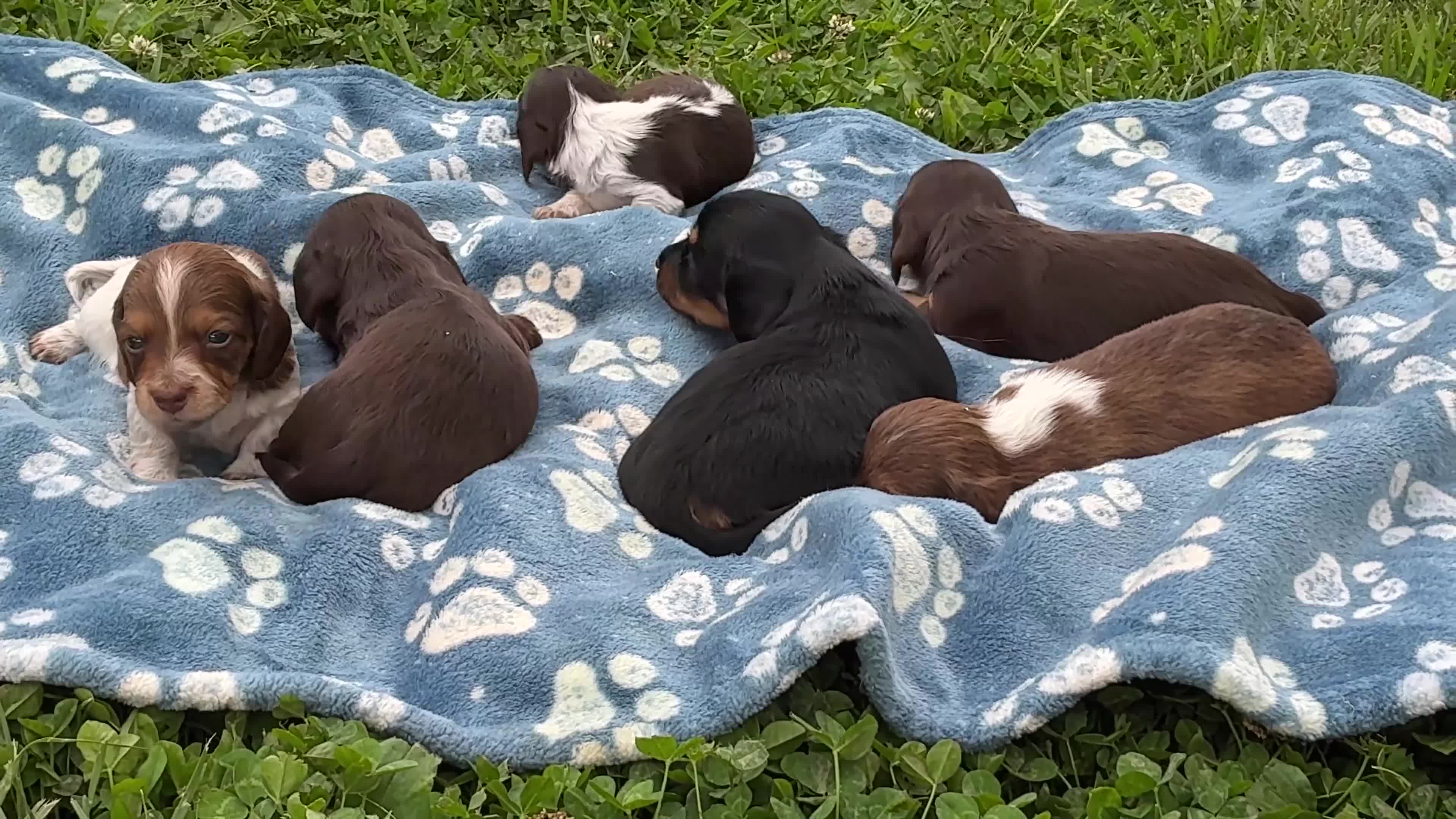 Miniature Dachshund dogs for sale: Princess - Elegant AKC Long-Haired Chocolate & White Piebald - Video 1