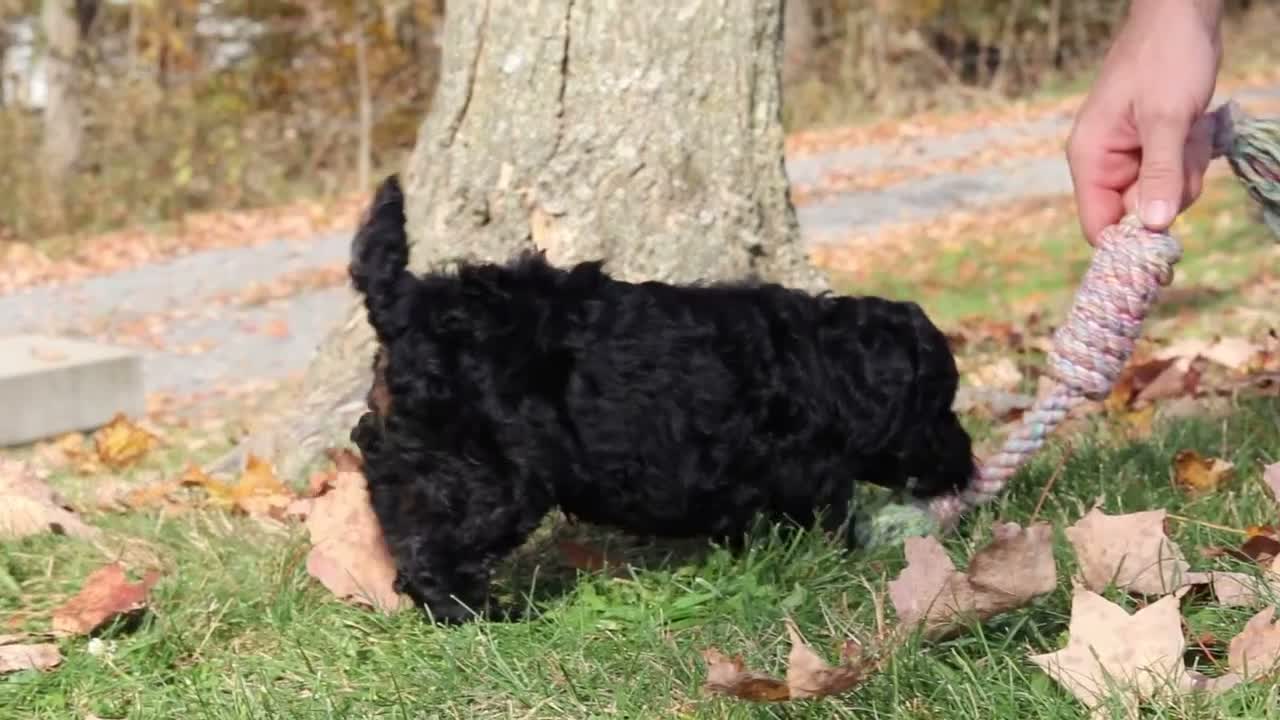 Miniature Poodle dogs for sale: Jared (AKC) - Video 1