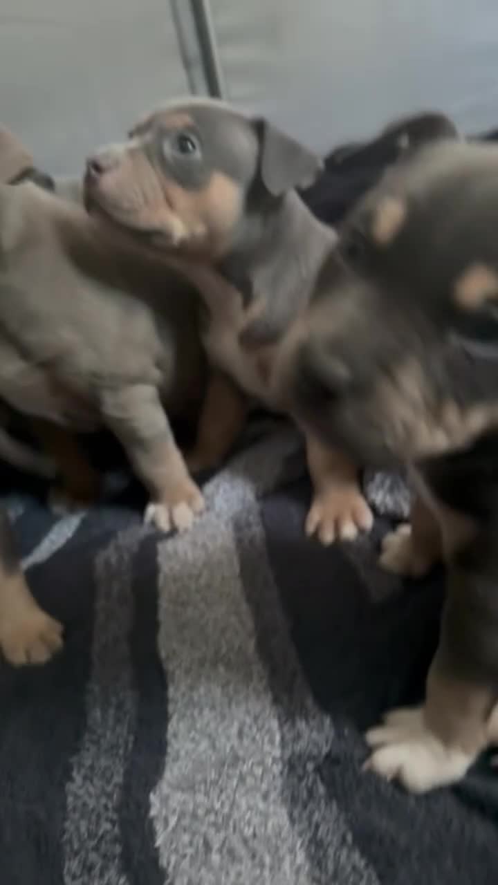 American Bully dogs for sale: Leviathan  - Video 3