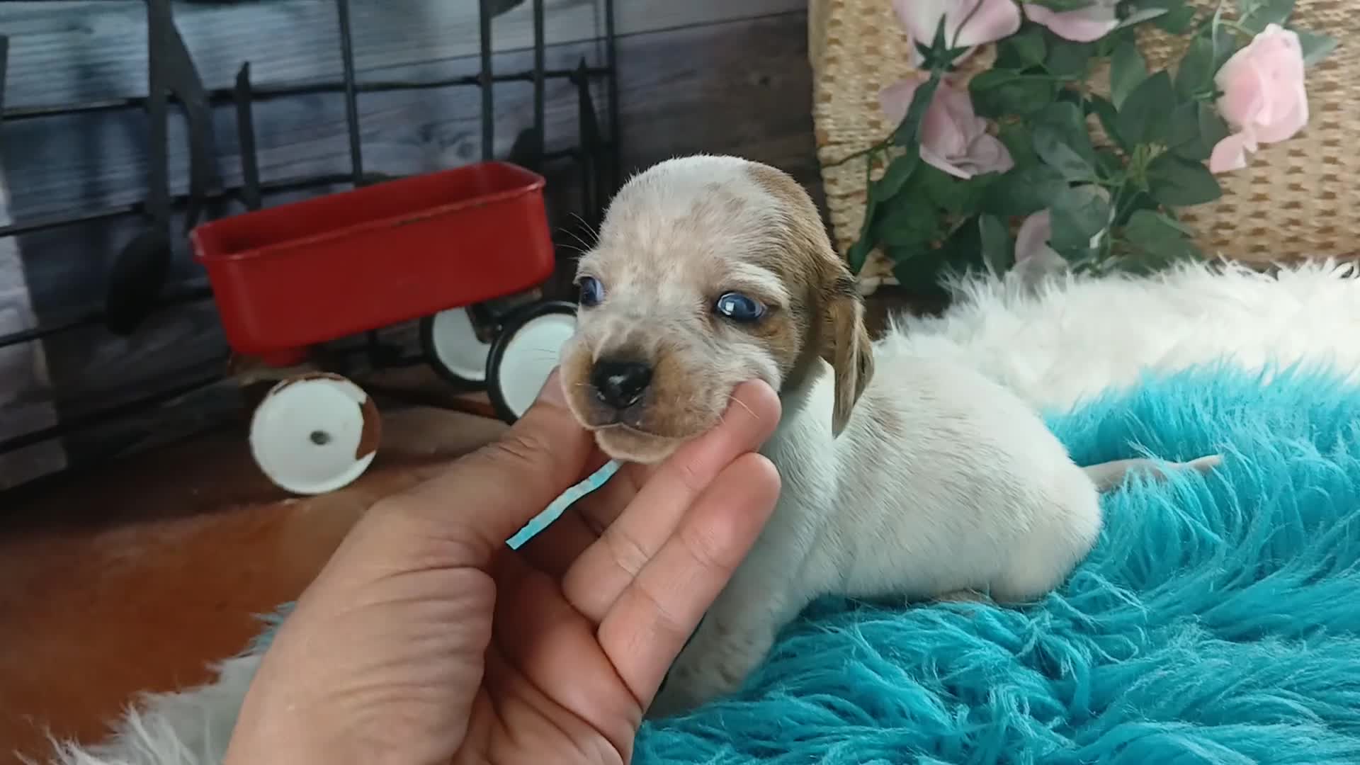 Dachshund dogs for sale: Nationwide delivery. Sugar pies white boy - Video 1