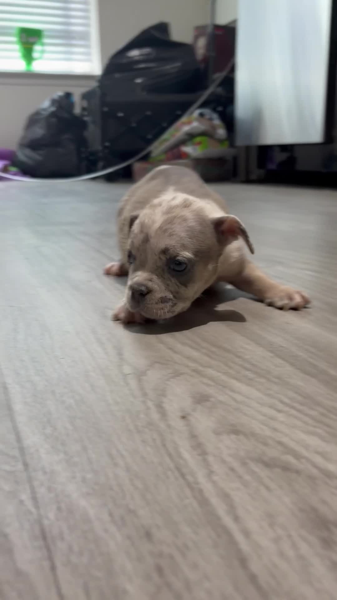 American Bully dogs for sale: American Bully 5 - Video 2