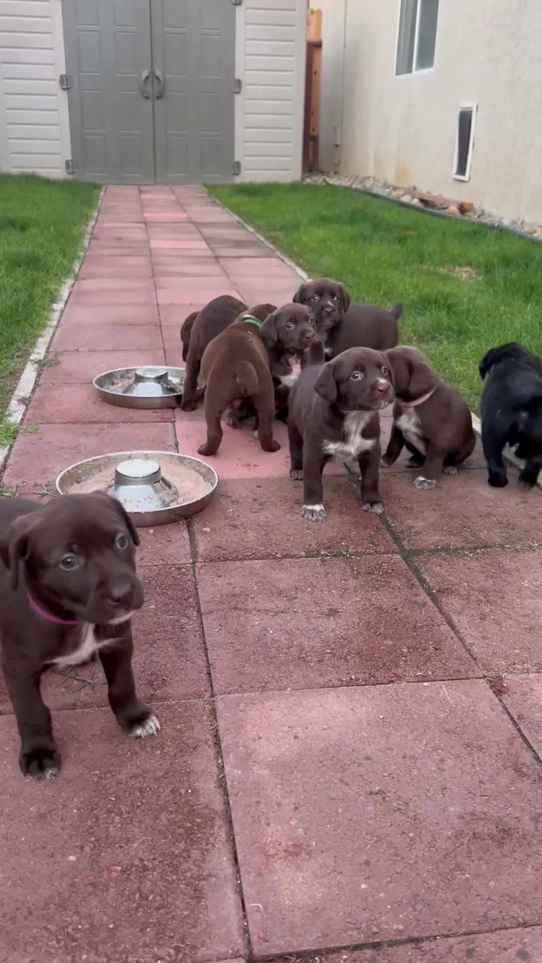 German Shorthaired Pointer dogs for sale: German Shorthaired Pointer Puppy 7 - Video 1