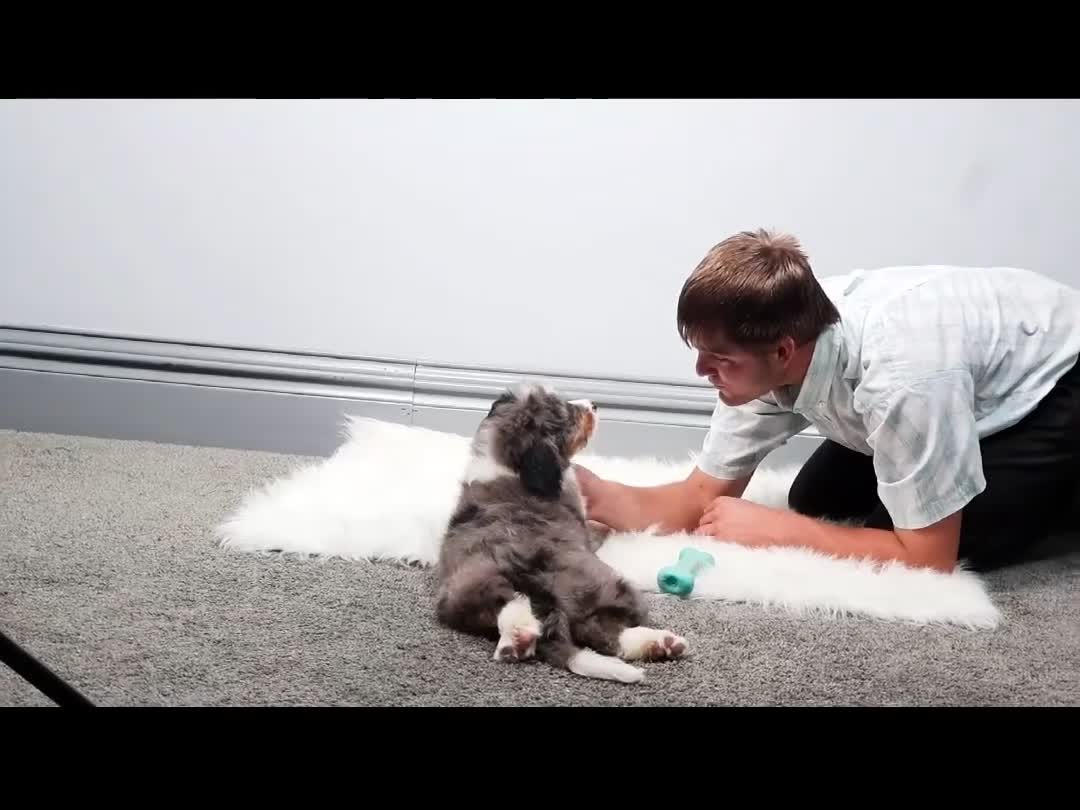 Mini Bernedoodle dogs for sale: Felix  - Video 1