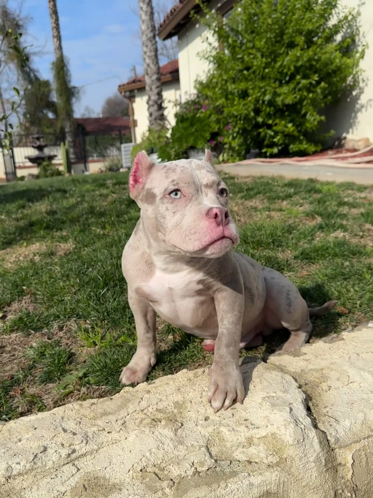 American Bully dogs for sale: American Bully Lilac Merle Male - Video 2