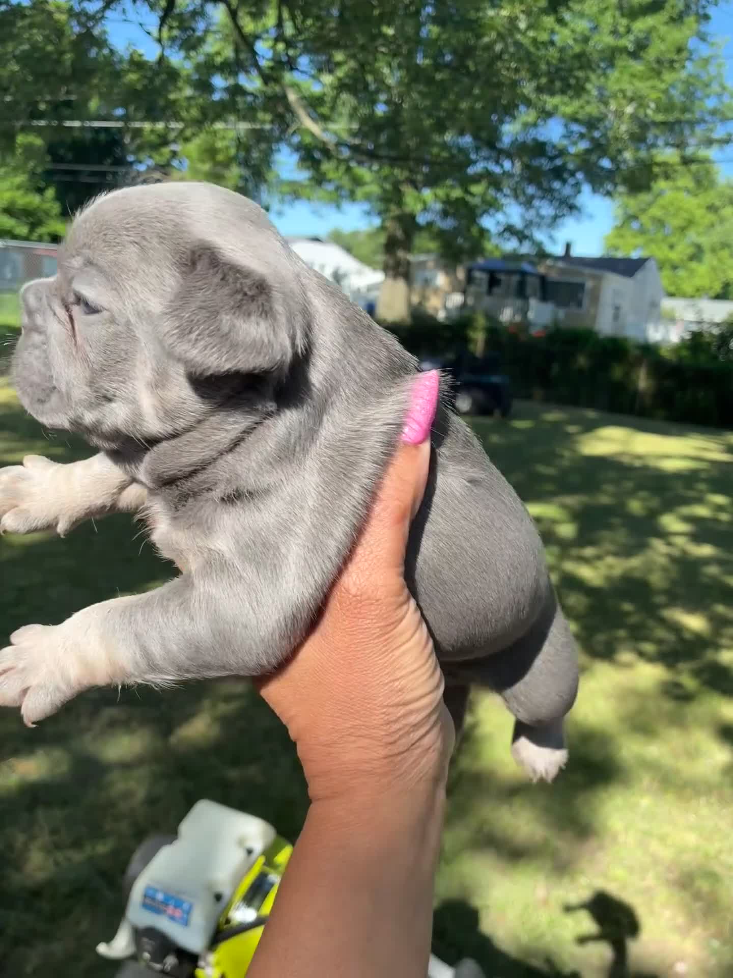 French Bulldog dogs for sale: Da Vinci lilac french bulldog - Video 1