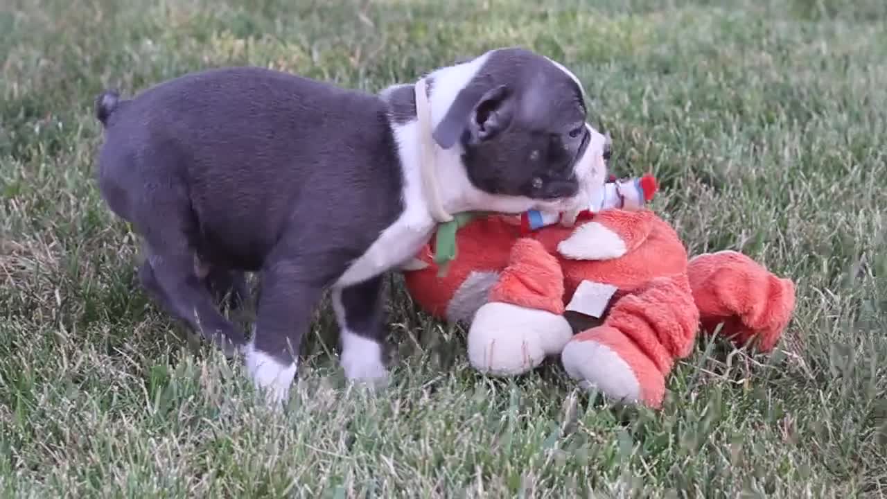 Boston Terrier dogs for sale: Bradie - Video 3