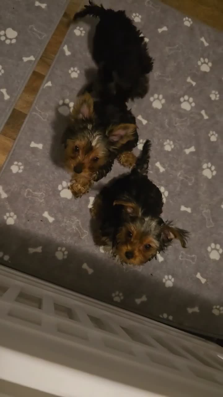 Yorkshire Terrier dogs for sale: Biggie  - Video 1