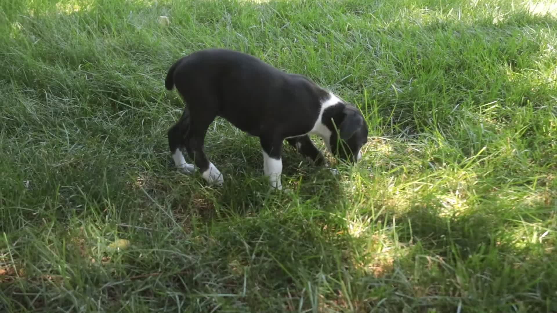 Boxer dogs for sale: Jones - Video 1