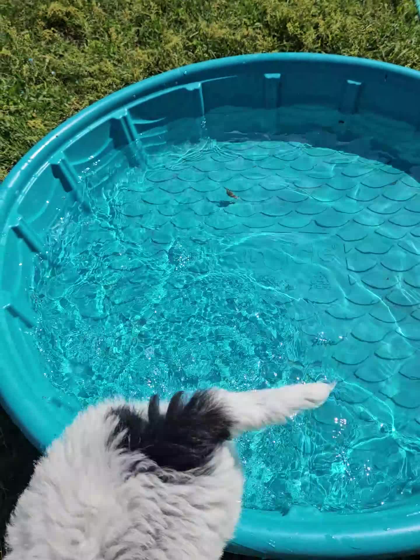 Bordoodle dogs for sale: Bandit - Video 1