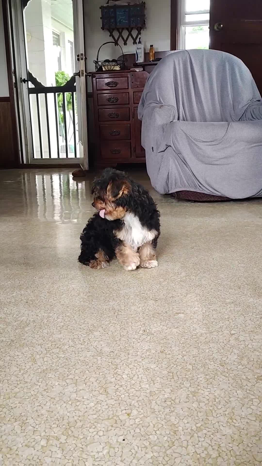 Yorkshire Terrier dogs for sale: Freddiola - Video 2