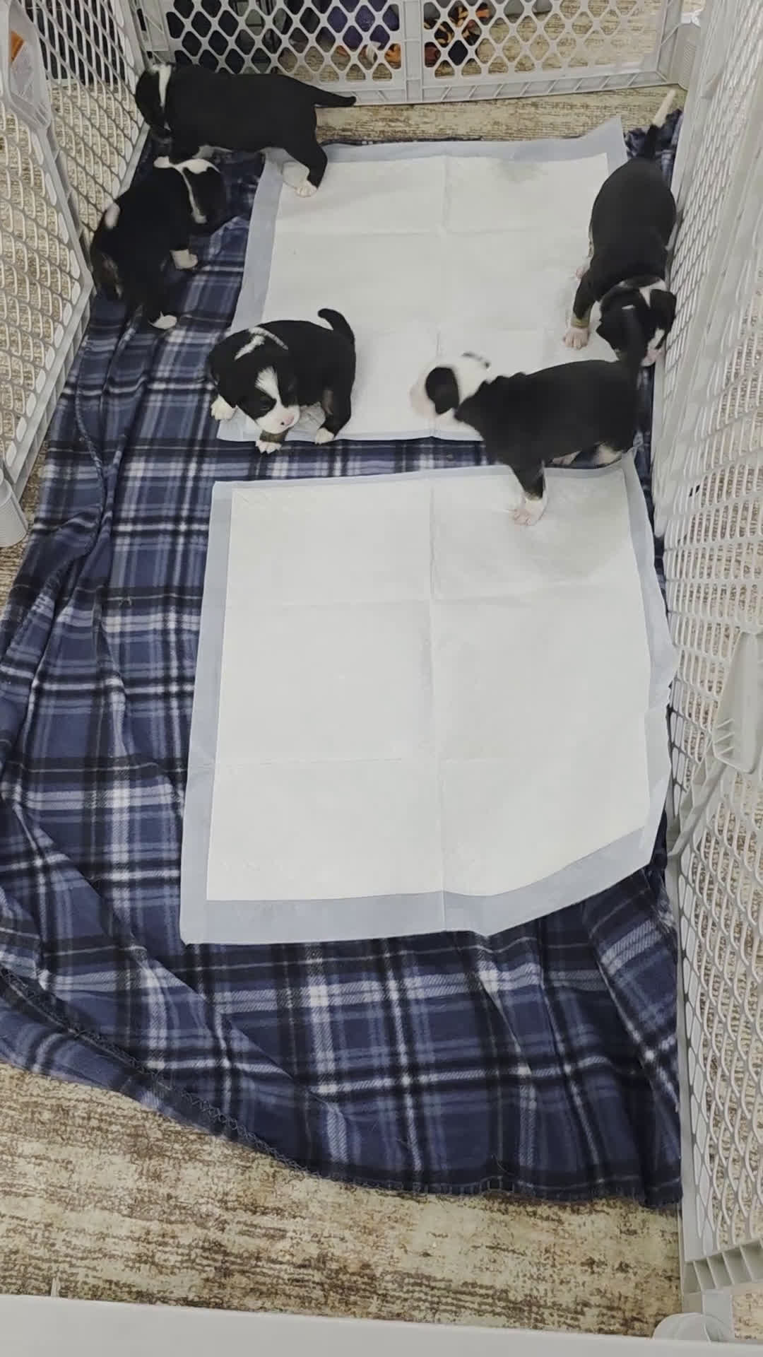 Mixed Breed dogs for sale: Yellow *Updated 2/26 - Video 1