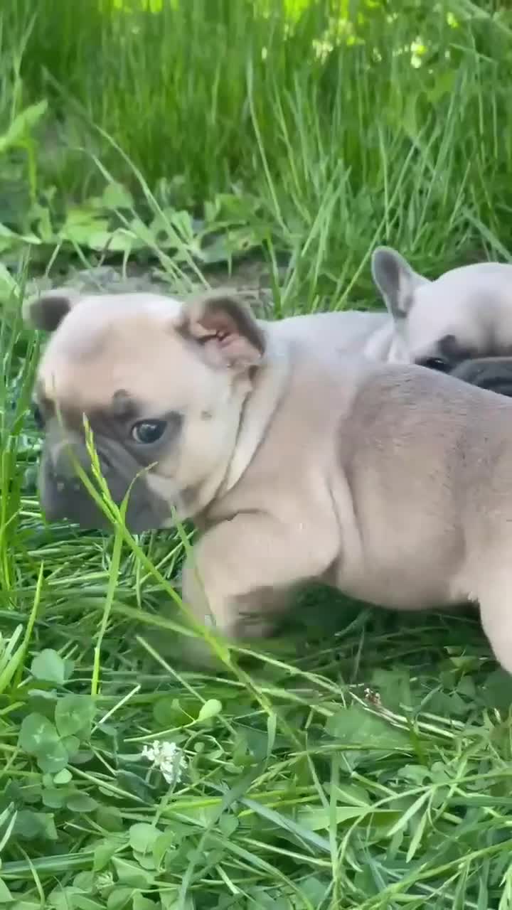 French Bulldog dogs for sale: Pauly AKC - Video 2