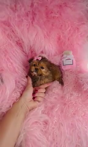 Mixed Breed dogs for sale: Mixed Breed Puppy 1 - Video 1