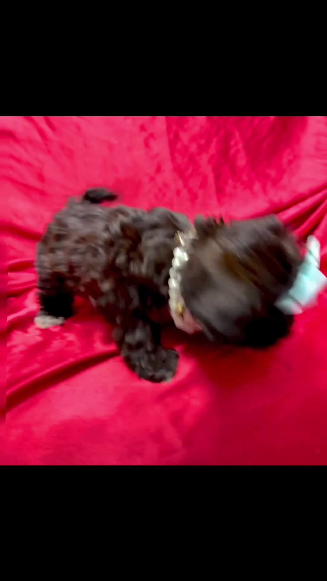 Yorkiepoo dogs for sale: Twix  - Video 1