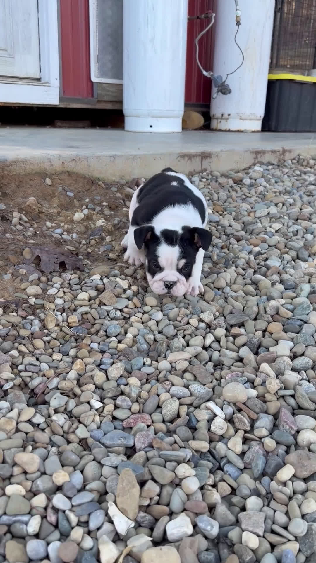 English Bulldog dogs for sale: Daisy - Video 1