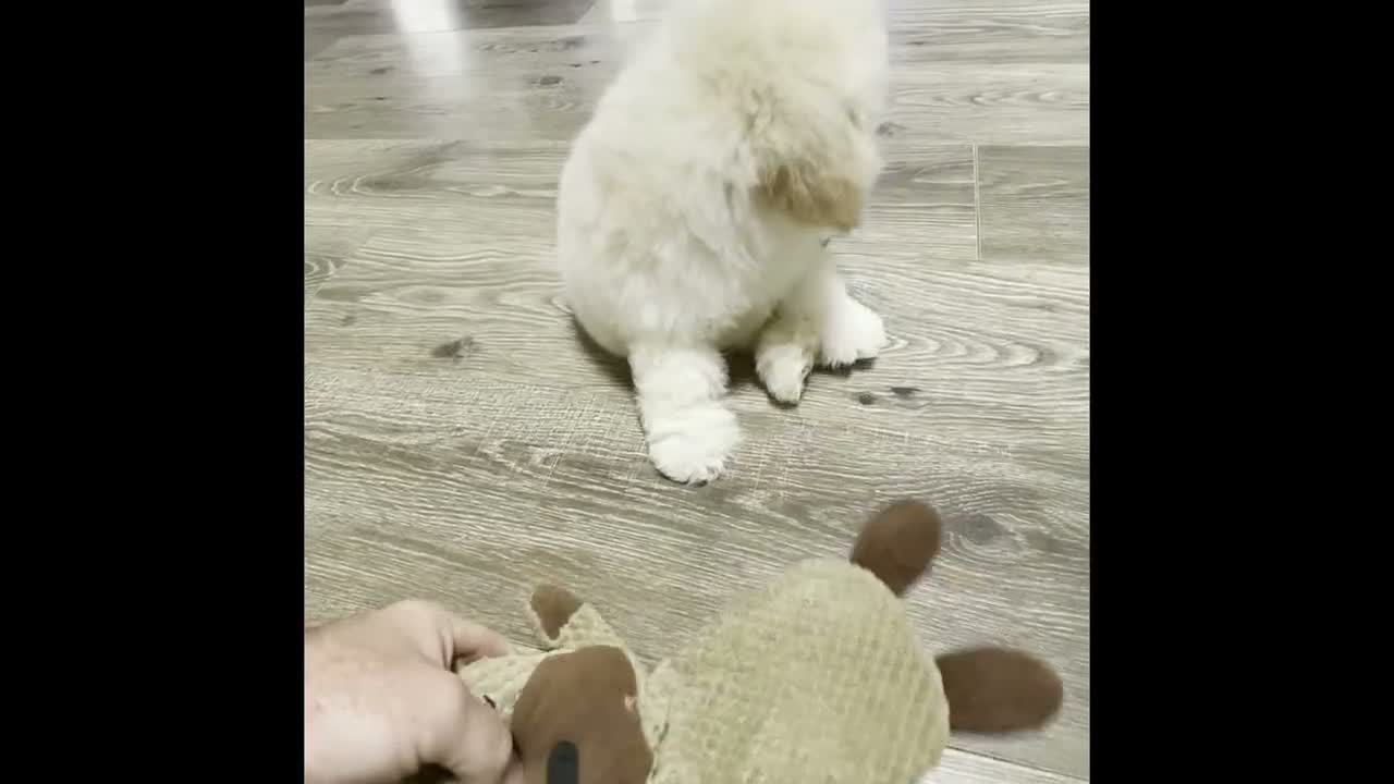 Bichpoo dogs for sale: Kylie  - Video 1