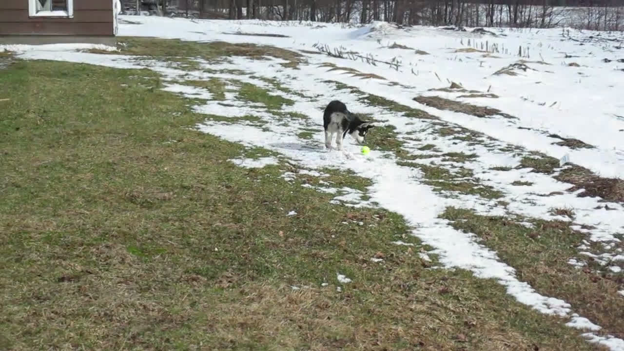 Alaskan Malamute dogs for sale: Shadow - Video 1