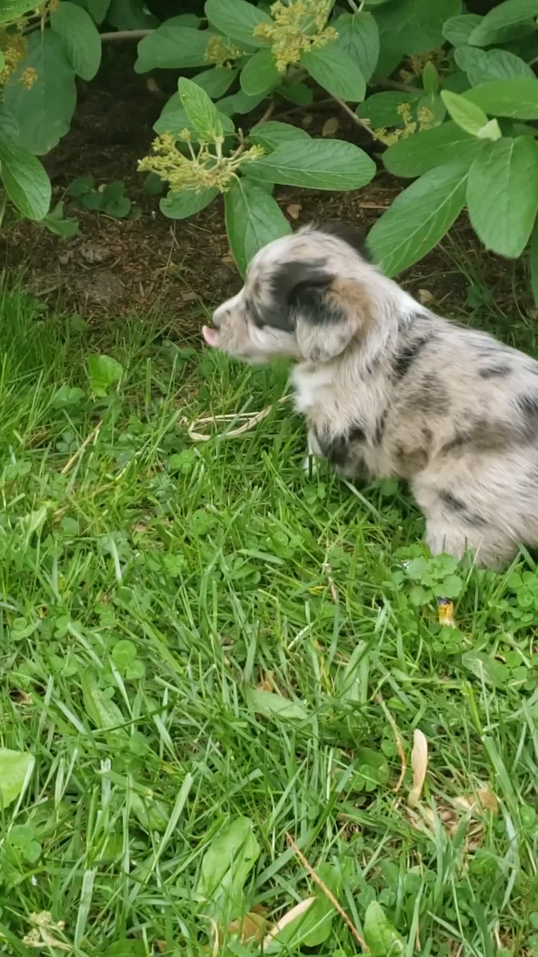 Corgipoo dogs for sale: Cappuccino - Video 1