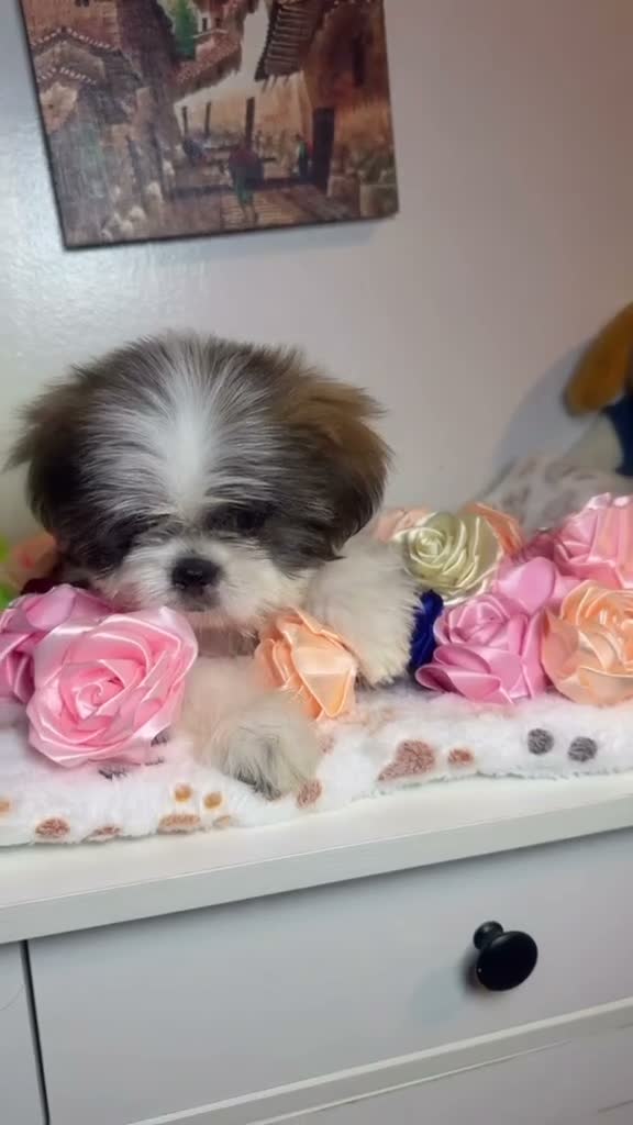 Shih Tzu dogs for sale: Oreo - Video 1