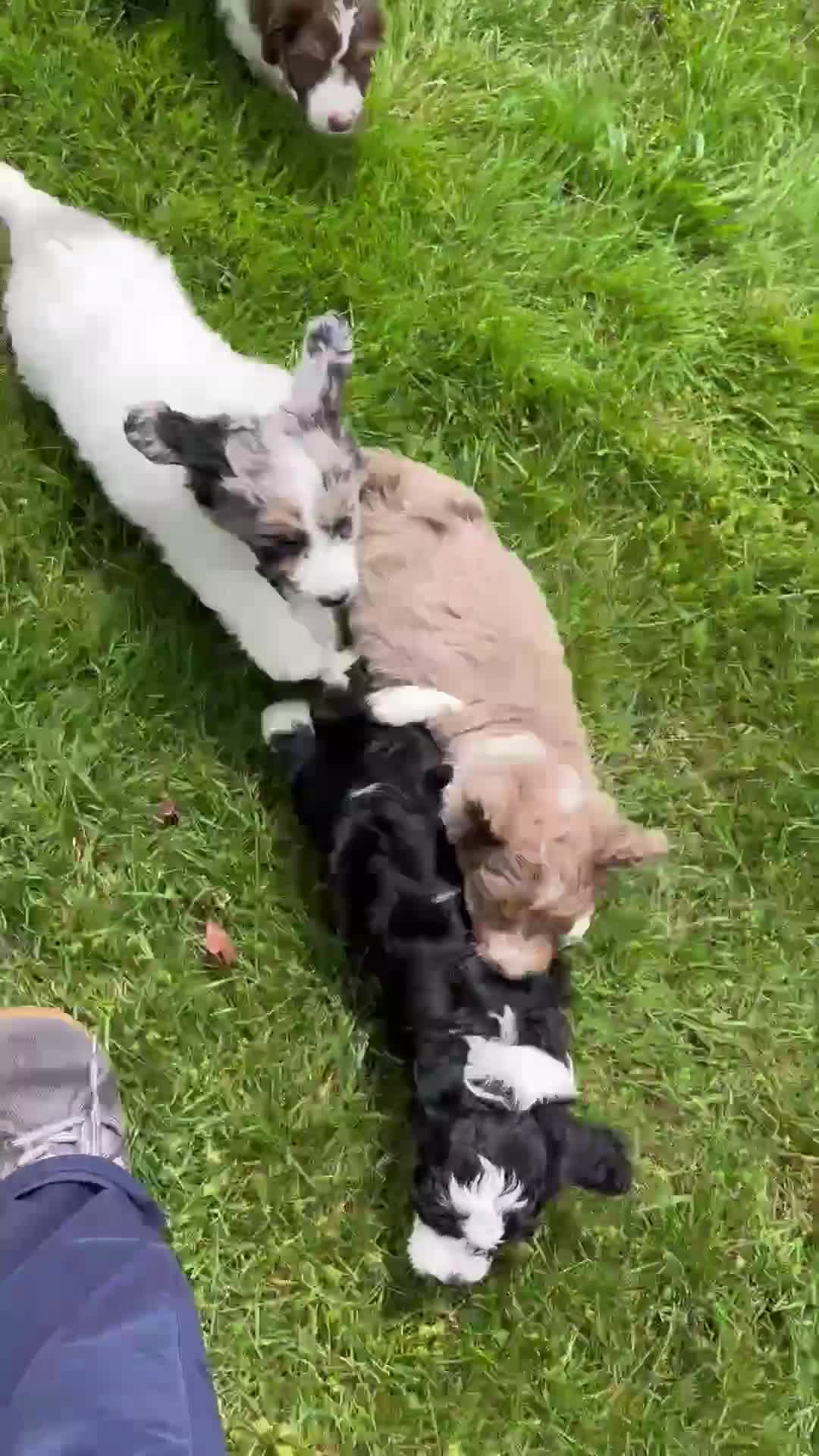 Aussiedoodle dogs for sale: Rusty - Video 2