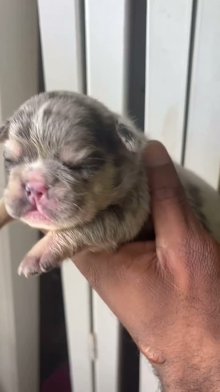 French Bulldog dogs for sale: French Bulldog 2 - Video 1